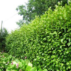 Griseline - Leaderplant