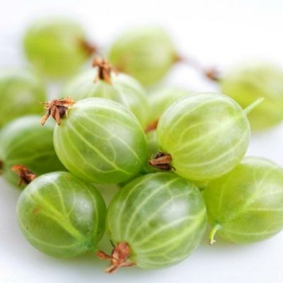 Groseiller à maquereaux Blanche Invicta - Leaderplant