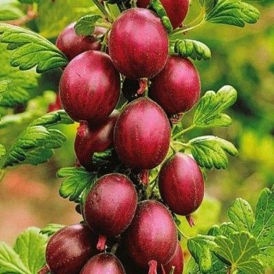 Groseiller à maquereaux rouge - Leaderplant