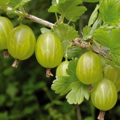 Groseiller à maquereaux Blanche Invicta - Leaderplant
