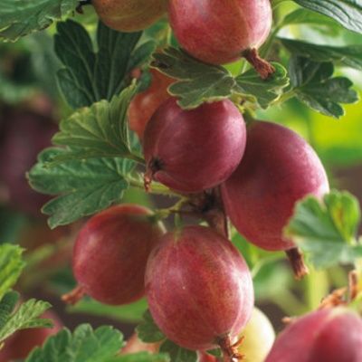 Groseiller à Maquereaux Captivator - Leaderplant