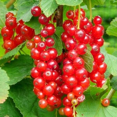 Groseiller rouge Jonkheer van Tets - Leaderplant