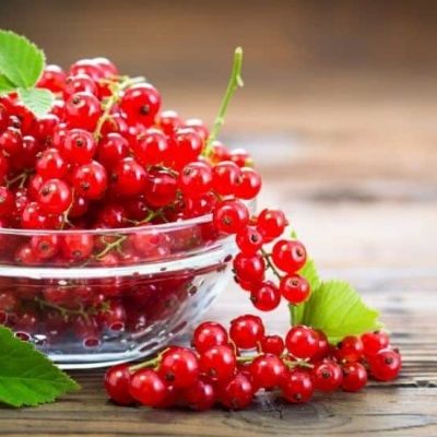 Groseiller rouge Jonkheer van Tets - Leaderplant