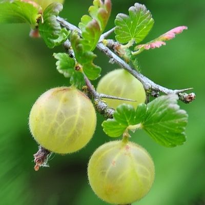 Groseiller à maquereaux jaune - Leaderplant