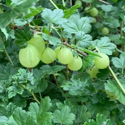 Groseiller à maquereaux fruit vert - Leaderplant