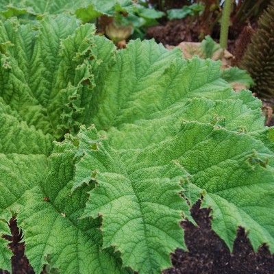 Gunnera - Rhubarbe Géante - Leaderplant