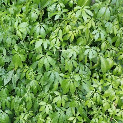Jiaogulan / Herbe de l'immortalité - Leaderplant