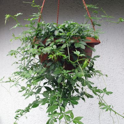 Jiaogulan / Herbe de l'immortalité - Leaderplant