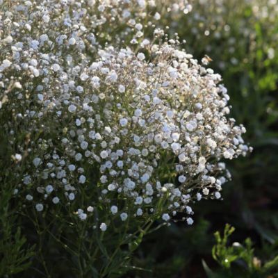 Gypsophile Festival White  - Leaderplant