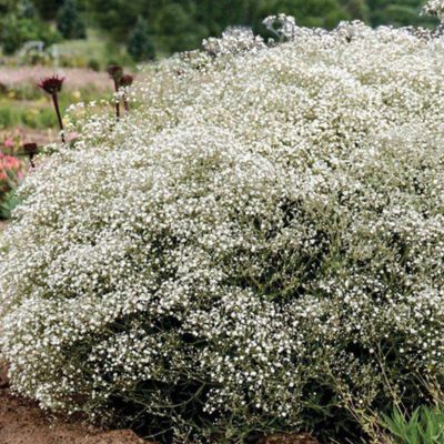 Gypsophile Festival White  - Leaderplant