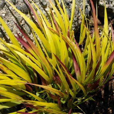 Graminée Hakonechloa Sunflare ® - Herbe Japonaise - Leaderplant