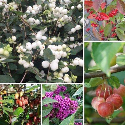 Kit haie aux oiseaux - Leaderplant