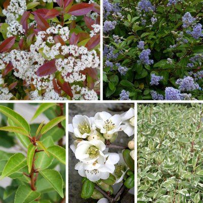 KIT Haie Brise-vue Décorative - Leaderplant