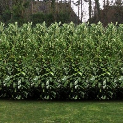 Laurier palme, Laurier du Caucase, Laurier Cerise - Leaderplant