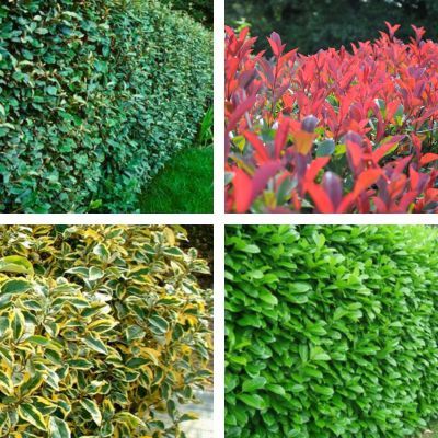 Haie Persistante 4 Saisons XXL - Leaderplant