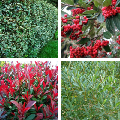 Kit 4 variétés XXL en pot de 4L haie persistante et fleurie - Leaderplant