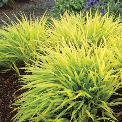 Graminée Hakonechloa Allgold - Herbe Japonaise - Leaderplant