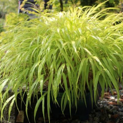 Graminée Hakonechloa Allgold - Herbe Japonaise - Leaderplant