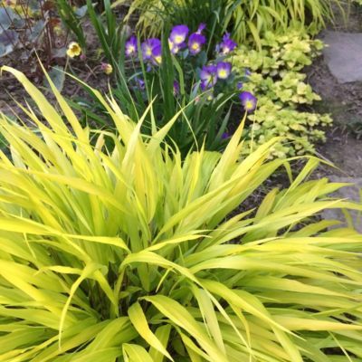 Graminée Hakonechloa Allgold - Herbe Japonaise - Leaderplant