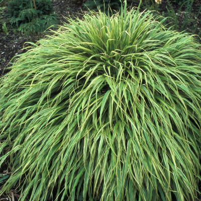 Graminée Hakonechloa Albostriata ® - Herbe japonaise - Leaderplant