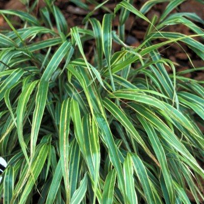 Graminée Hakonechloa Albostriata ® - Herbe japonaise - Leaderplant