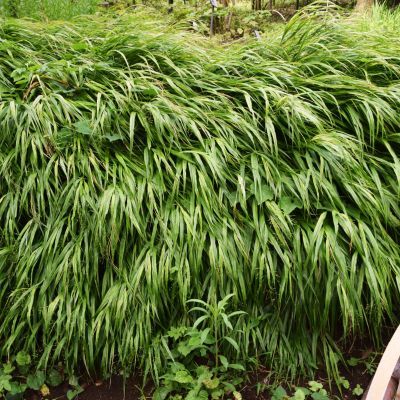 Graminée Hakonechloa Macra - Herbe japonaise - Leaderplant