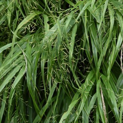 Graminée Hakonechloa Macra - Herbe japonaise - Leaderplant