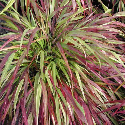 Graminée Hakonechloa Naomi ® - Herbe japonaise - Leaderplant