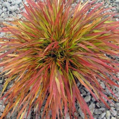 Graminée Hakonechloa Nicolas ® - Herbe japonaise - Leaderplant