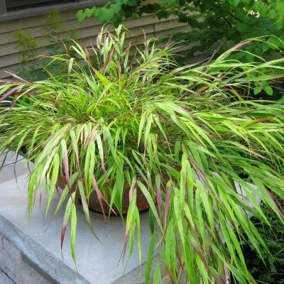 Graminée Hakonechloa Nicolas ® - Herbe japonaise - Leaderplant