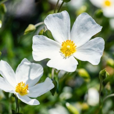 Halimiociste de Sahuc  - Leaderplant