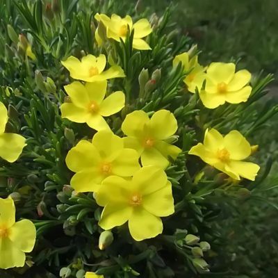 Halimie à calice  - Leaderplant