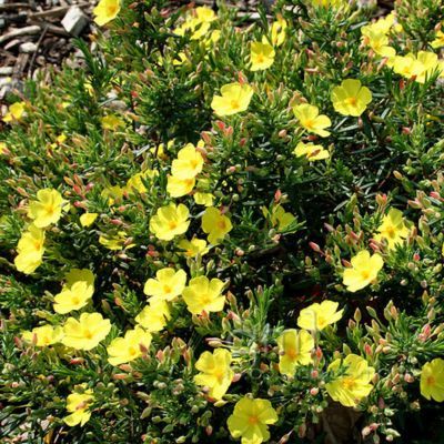 Halimie à calice  - Leaderplant