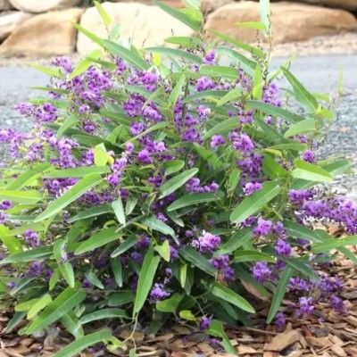 Glycine Australienne Naine Meema  - Leaderplant
