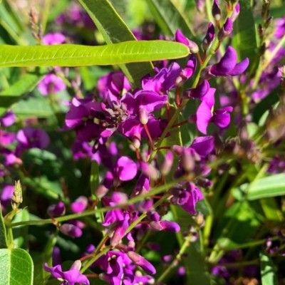 Glycine Australienne Naine Meema  - Leaderplant