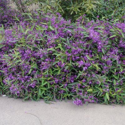 Glycine Australienne Naine Meema  - Leaderplant