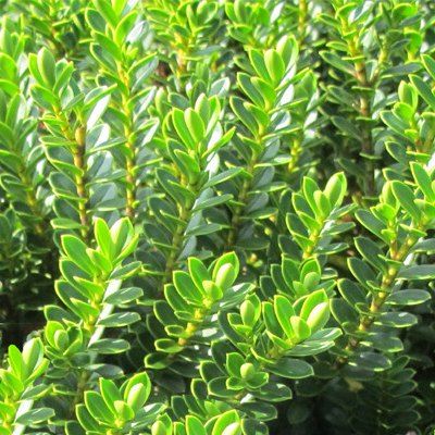 Véronique arbustive 'Green Globe' - Leaderplant