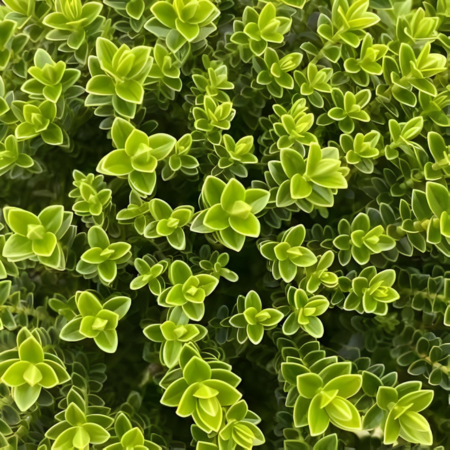 Véronique arbustive naine   - Leaderplant