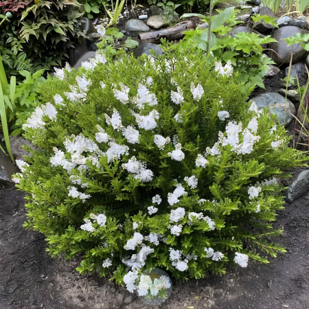 Véronique arbustive naine   - Leaderplant