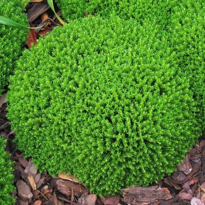 Véronique arbustive 'Green Globe' - Leaderplant