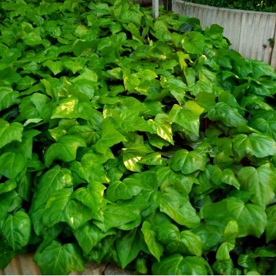 Lierre d'Alger - Leaderplant