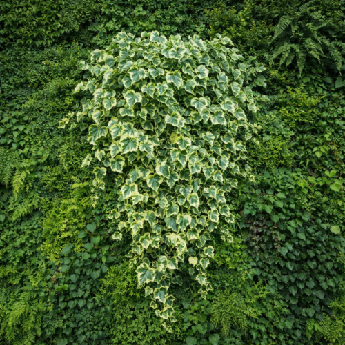 Lierre Gloire de Marengo en mini-motte - Leaderplant