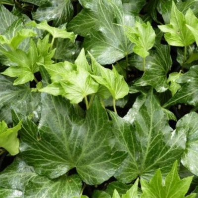 Lierre Green Ripple - Leaderplant