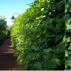 DESTOCKAGE Lierre d'Irlande  - Leaderplant