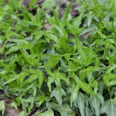 Lierre commun nain - Leaderplant