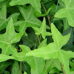 Lierre sagitifolié - Leaderplant