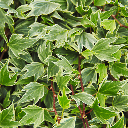 Lierre panaché White Ripple  - Leaderplant