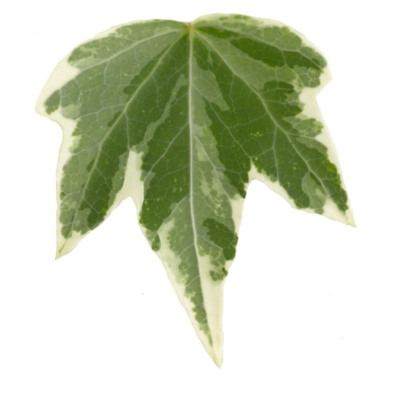 Lierre panaché White Ripple  - Leaderplant