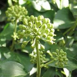 Lierre commun - Leaderplant