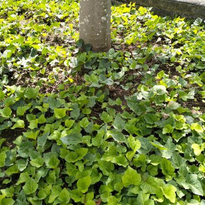 Lierre d'Alger - Leaderplant
